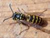 Vespula sp.